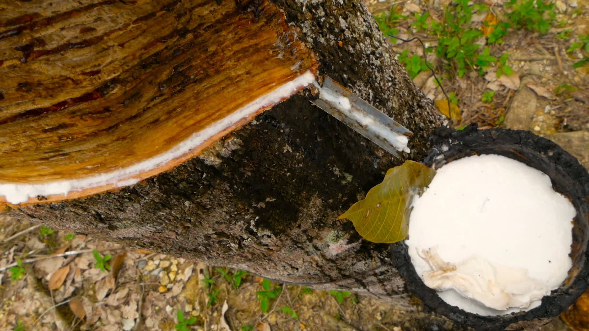 天然乳胶从橡胶树中提取视频的预览图