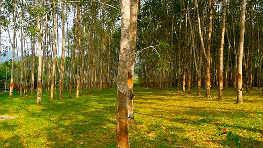 从橡胶树中提取天然乳胶的植树造林视频的预览图