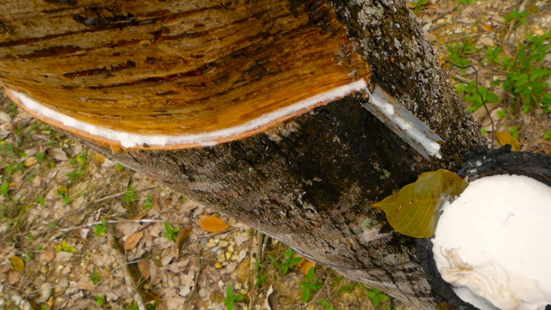 从橡胶树中提取天然乳胶的植树造林视频的预览图