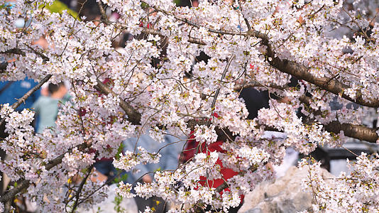 春天樱花季樱花树下熙熙攘攘赏花的人群4k素材视频的预览图