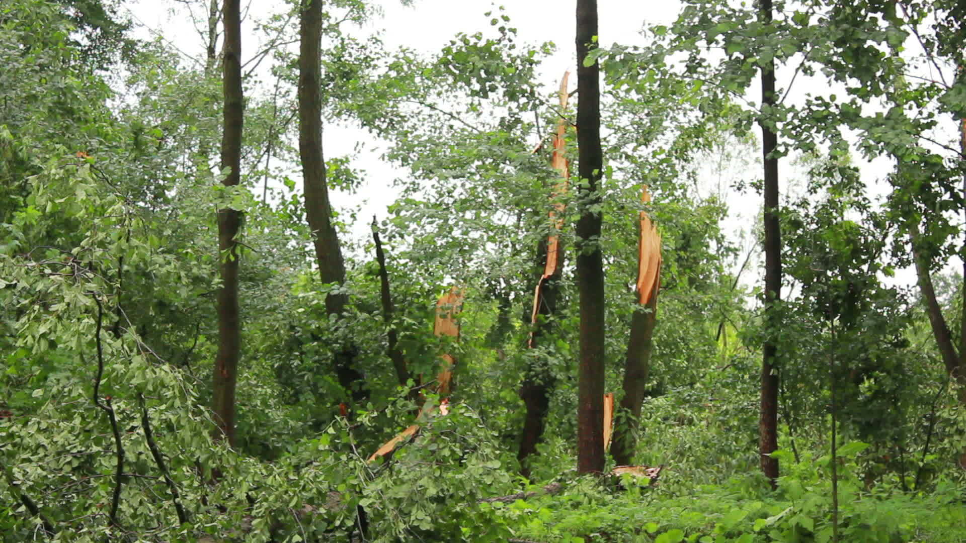 秋树在风暴后受损视频的预览图