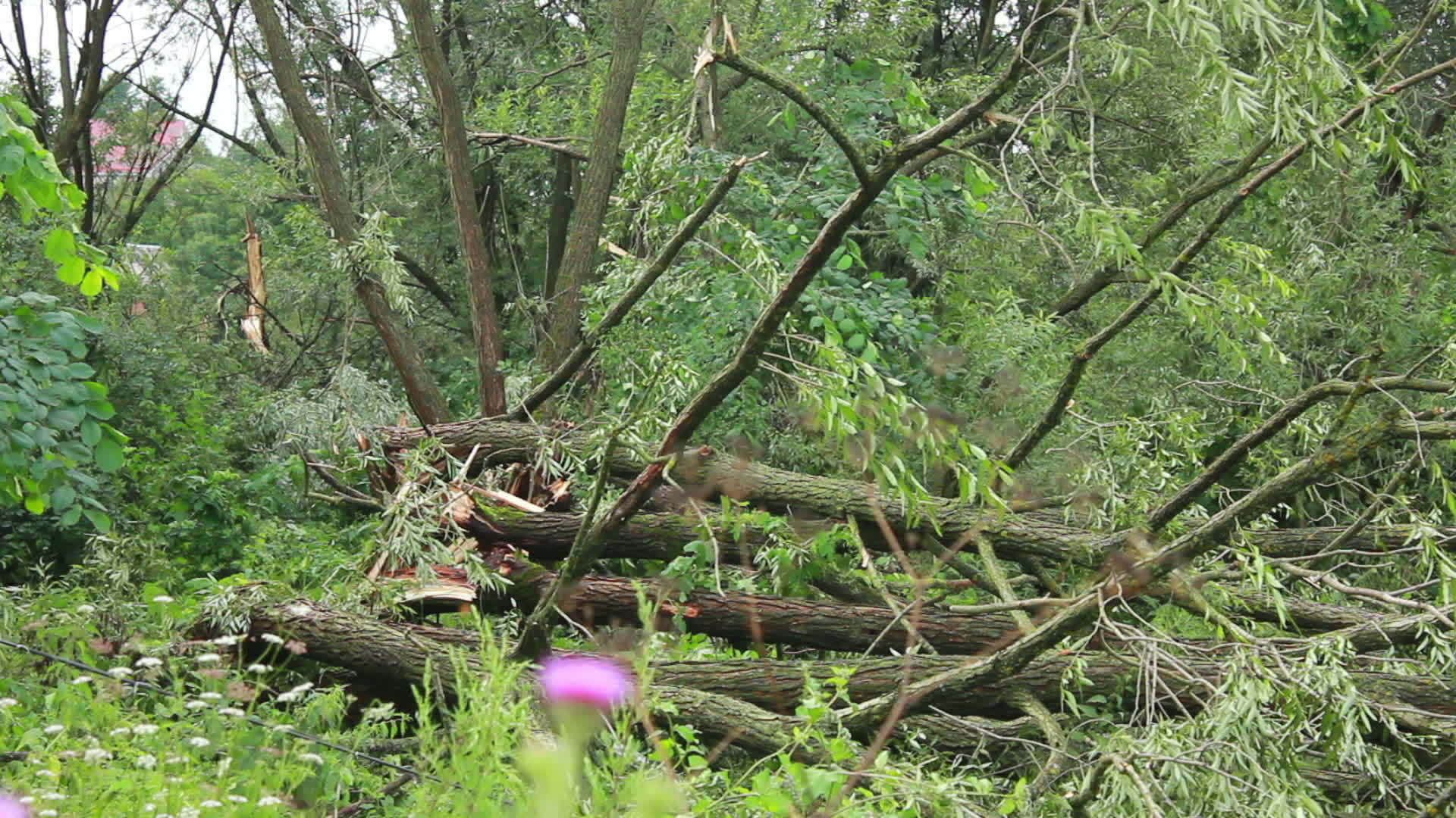 暴风雨后的树木受损视频的预览图