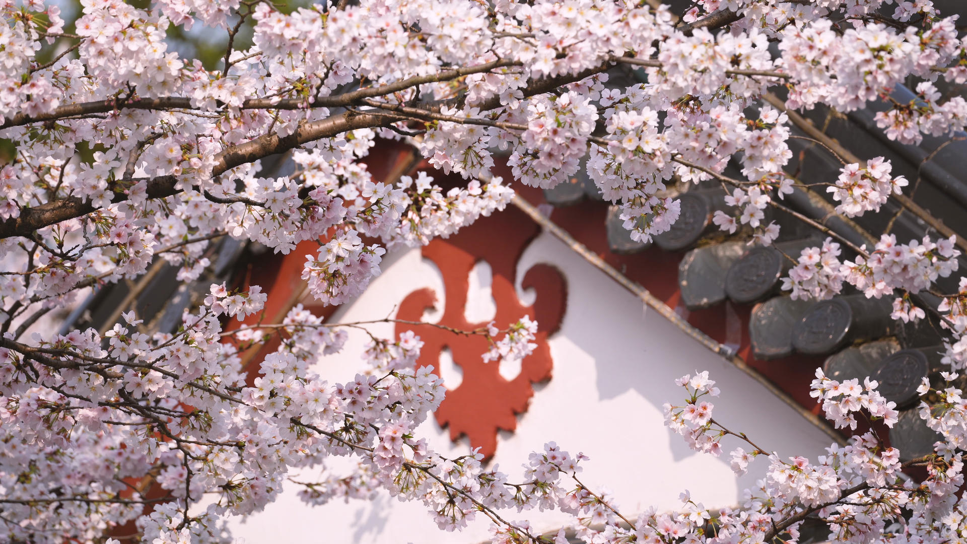 春天粉色浪漫樱花4k素材视频的预览图