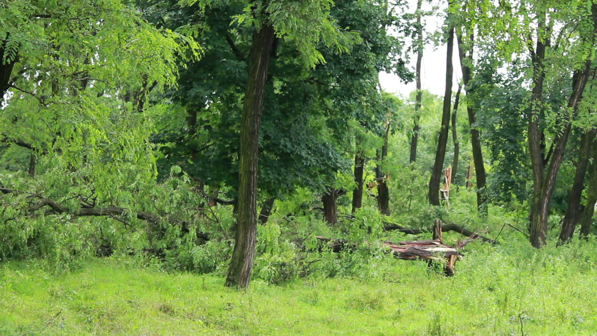 暴风雨后的树木受损视频的预览图