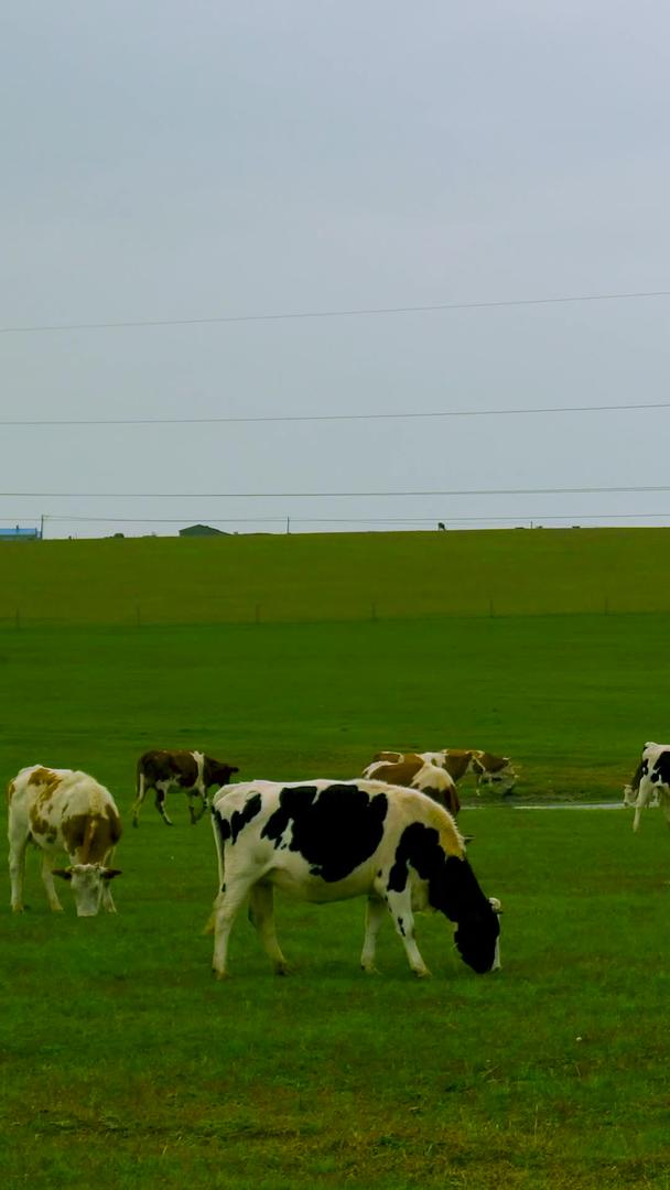 荷兰奶牛群呼伦贝尔草原河视频的预览图