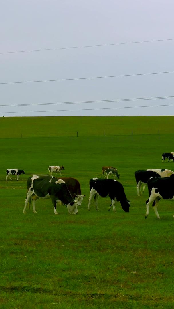 荷兰奶牛群呼伦贝尔草原河视频的预览图