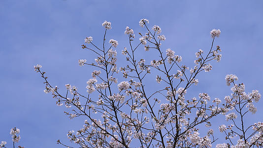 春天蓝色天空下盛开的樱花4k素材视频的预览图