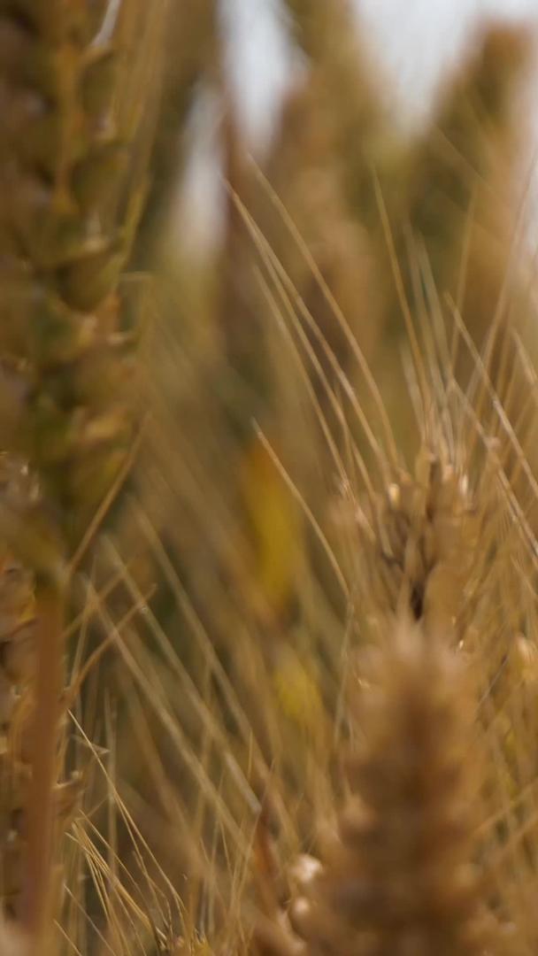 拍摄夏季成熟的小麦视频的预览图