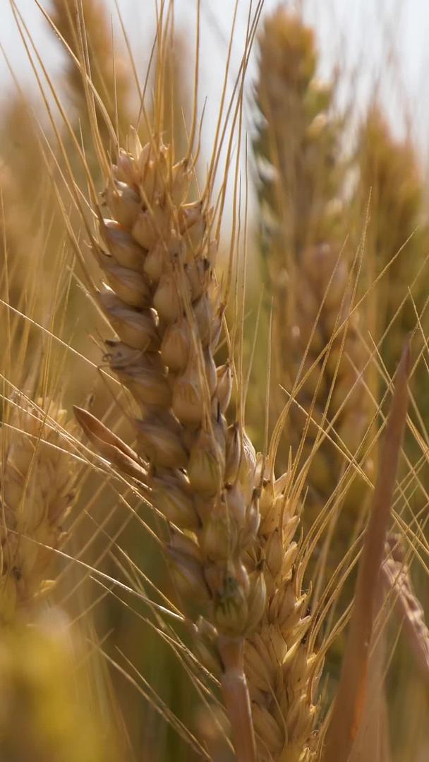 拍摄夏季成熟的小麦视频的预览图
