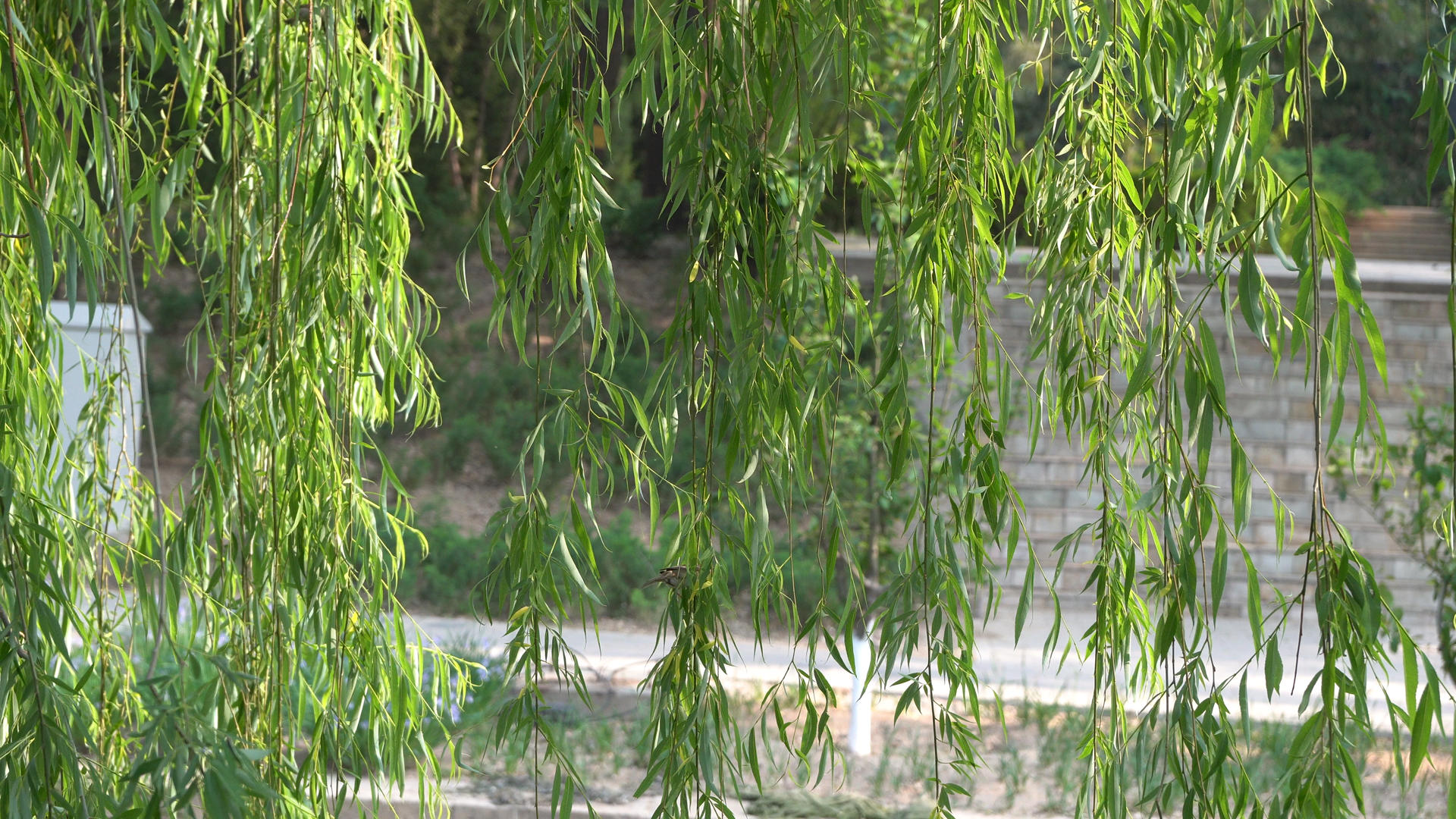 河边柳树上有两只小麻雀4K视频的预览图