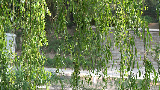 河边柳树上有两只小麻雀4K视频的预览图