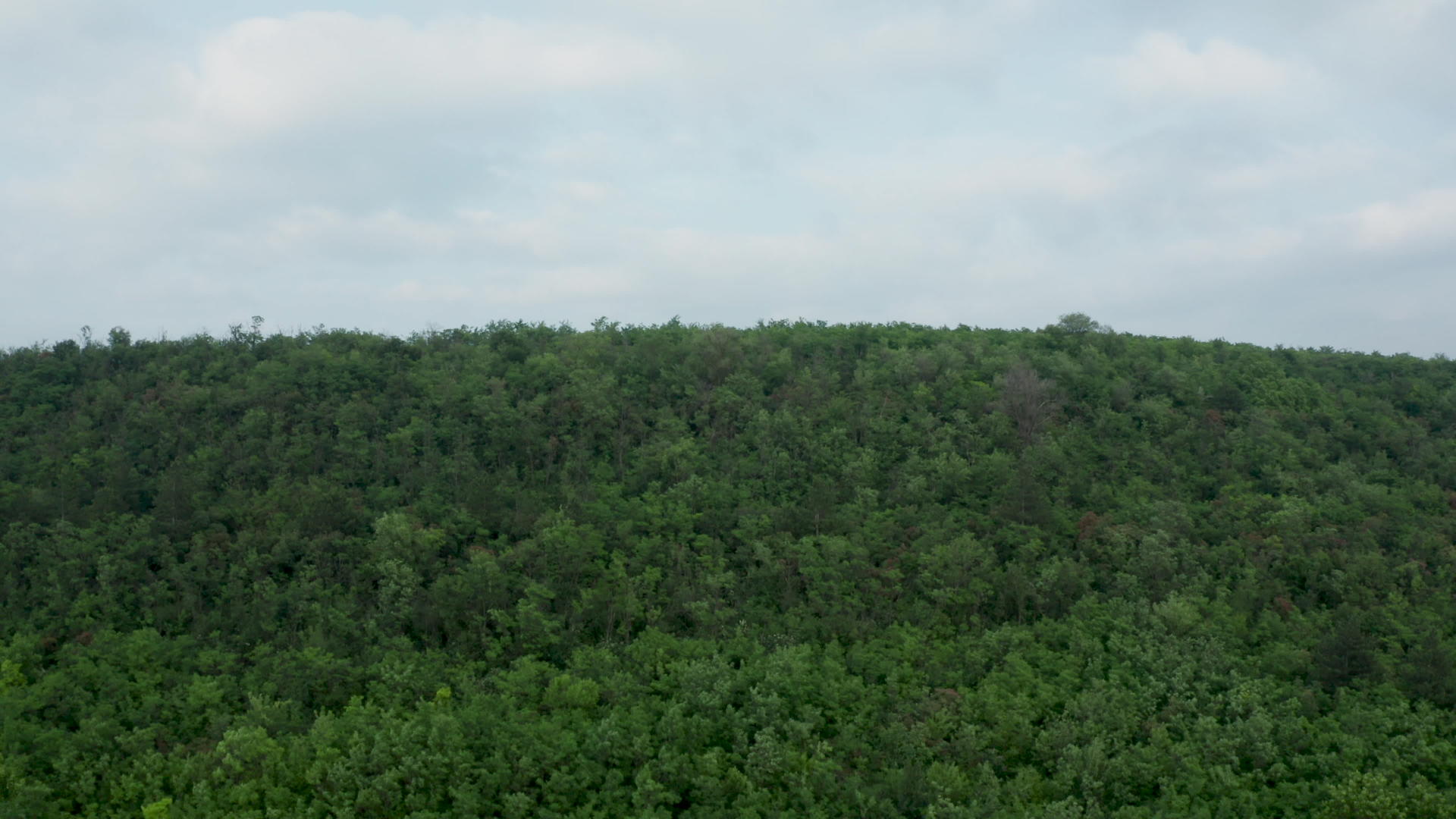 密集森林视频的预览图