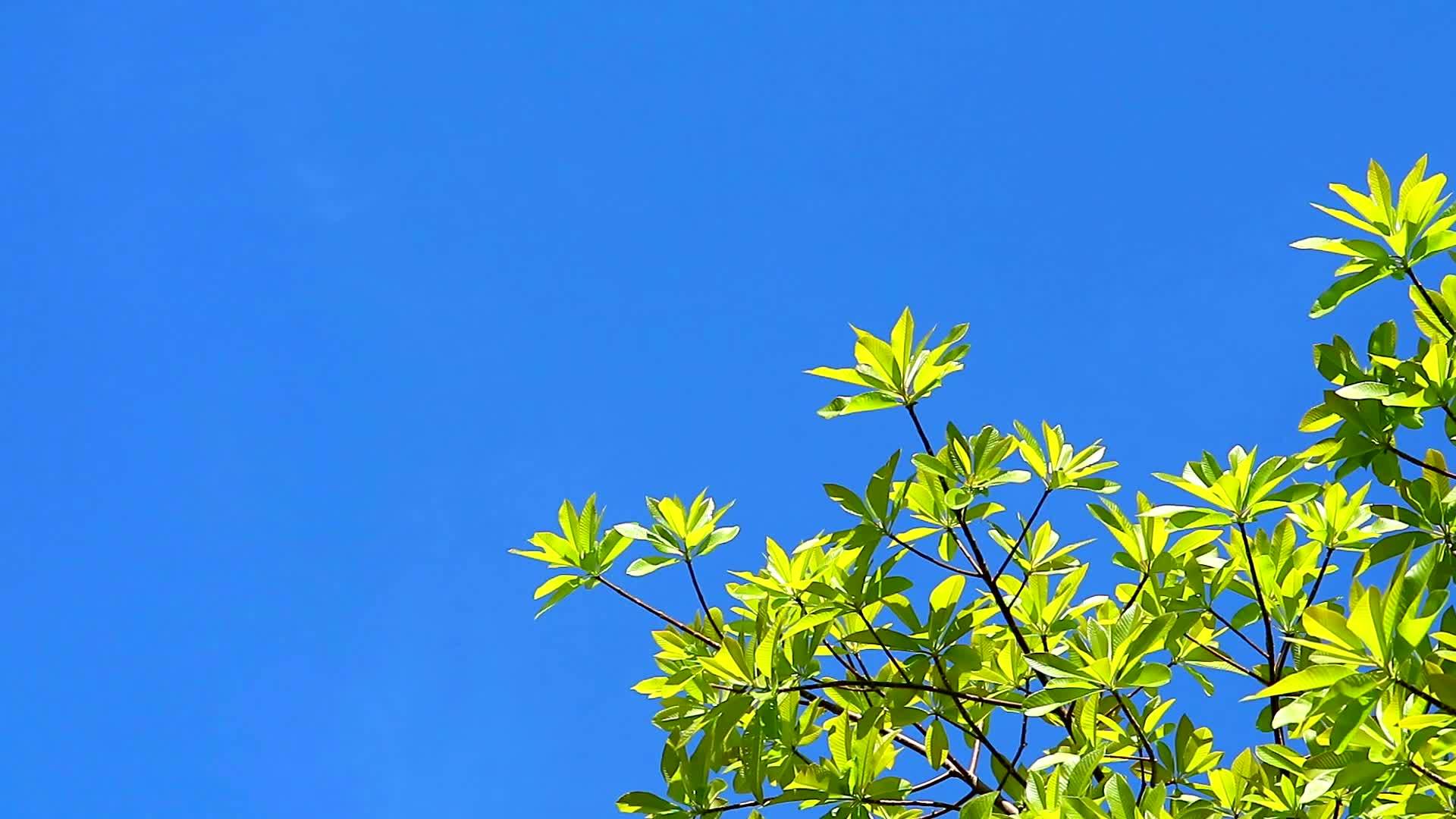 树后的蓝天白云延迟视频的预览图