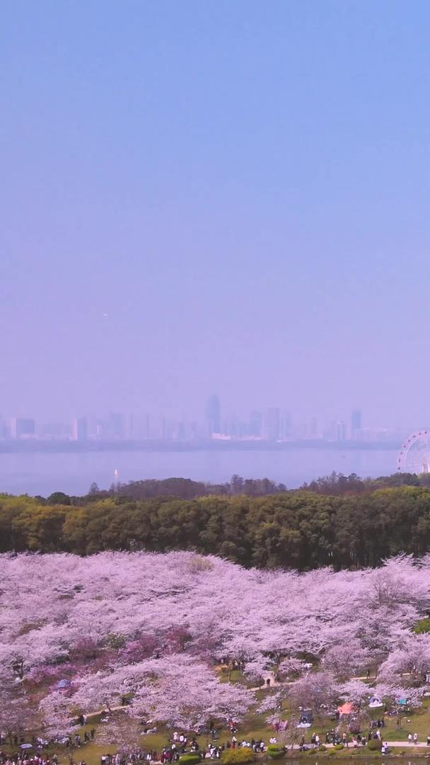 武汉东湖樱花园近距离航拍日式五重塔材料视频的预览图