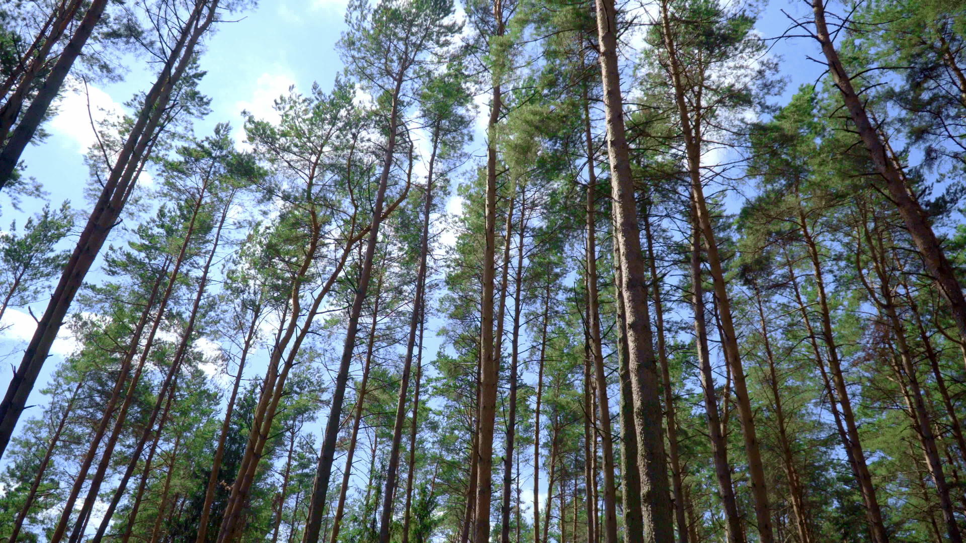 林中有直树干细松视频的预览图