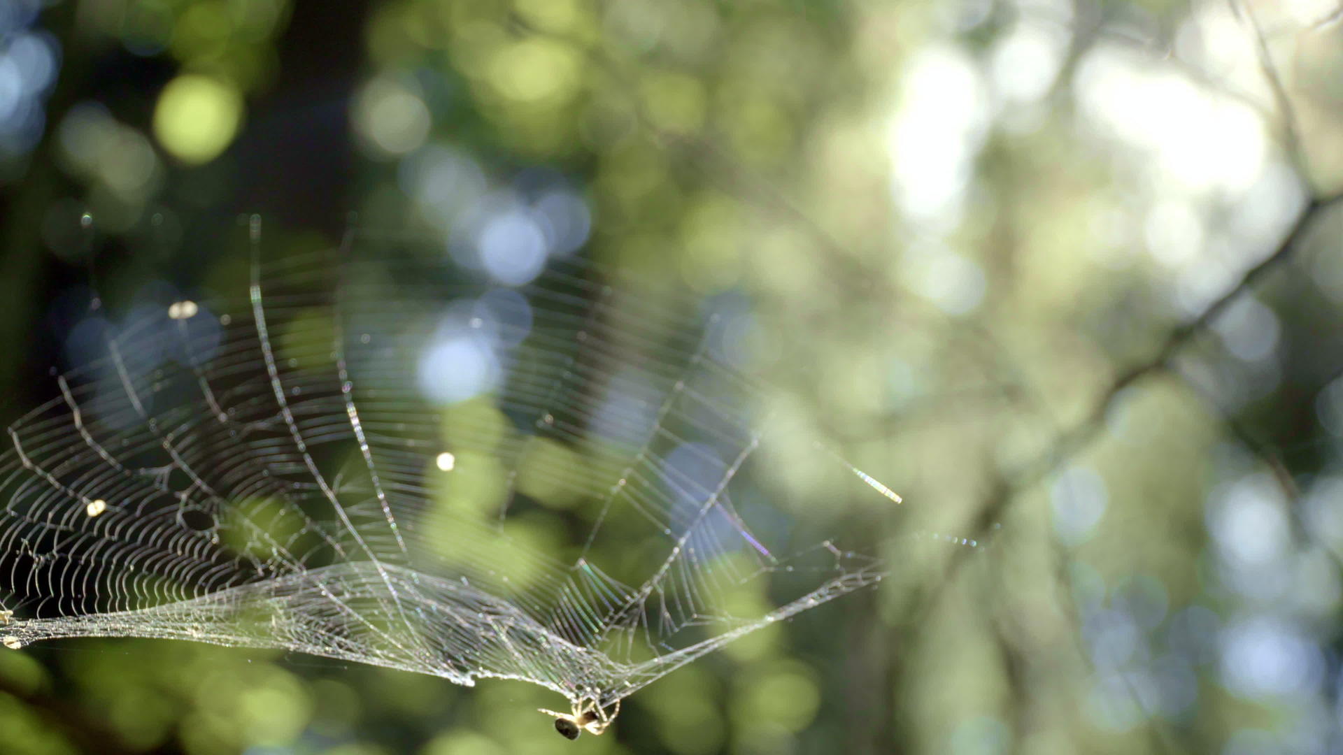 编织白网的小蜘蛛视频的预览图