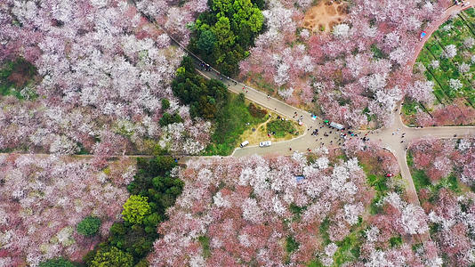 贵州平坝万亩樱花农场视频的预览图