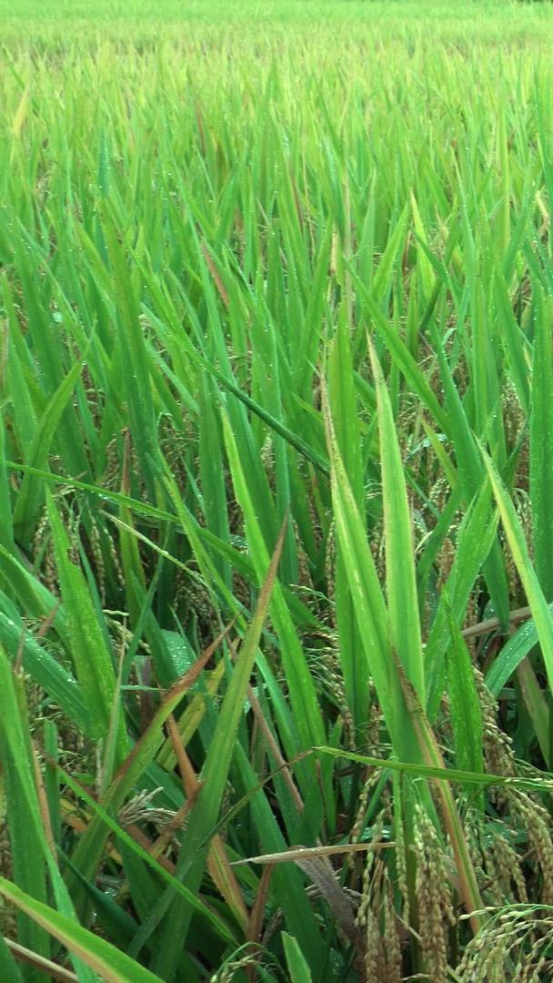 乡间农田里的稻子视频的预览图