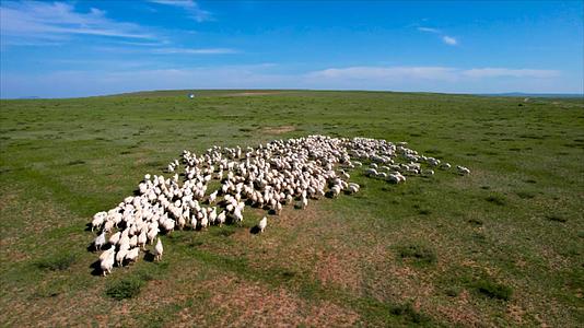 5k航拍蓝天下美丽的草原上缓慢移动的羊群视频的预览图