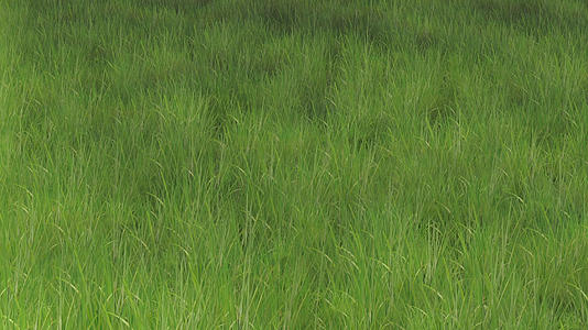 草地背景素材视频的预览图
