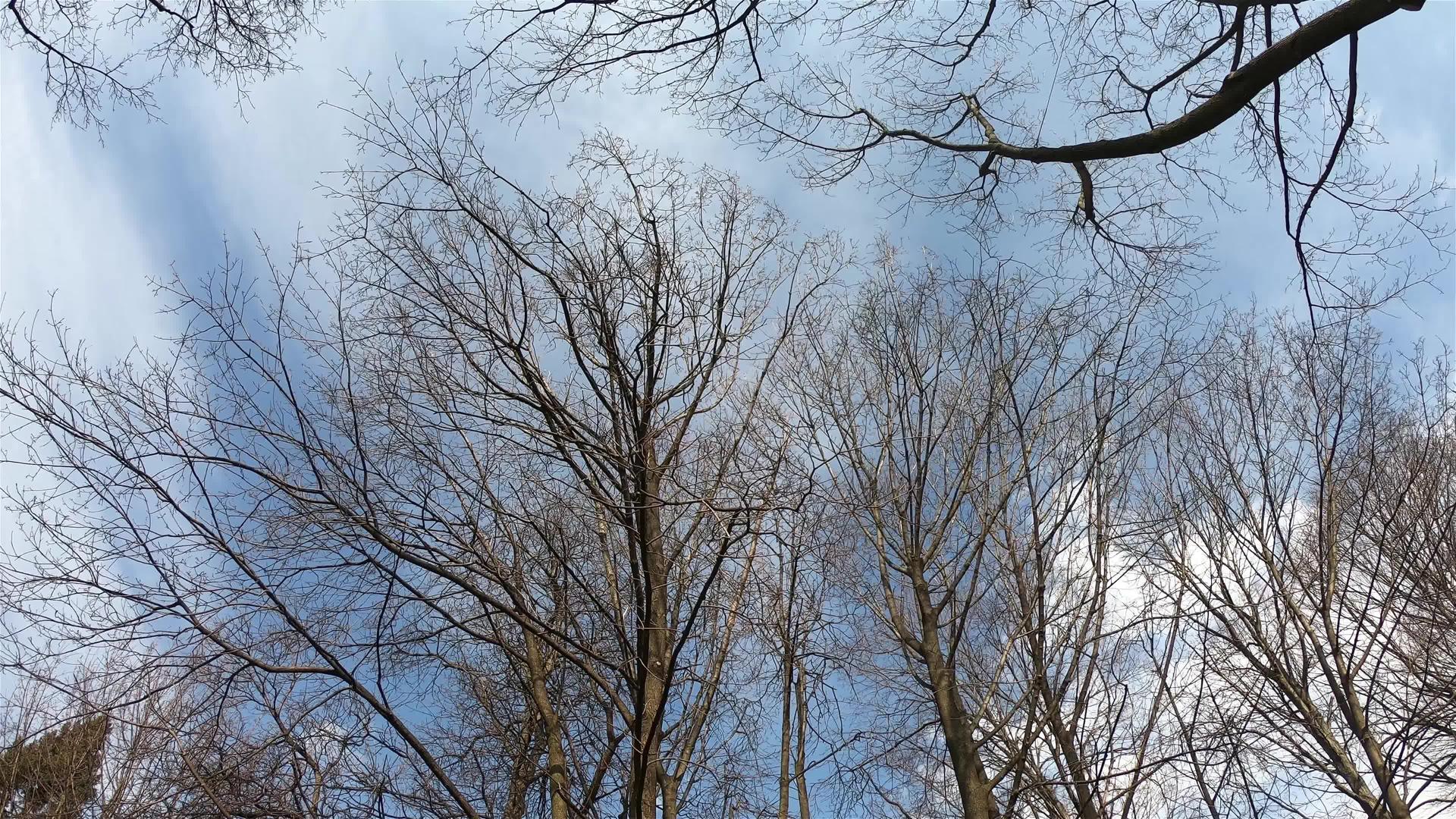 蓝天云树视频的预览图