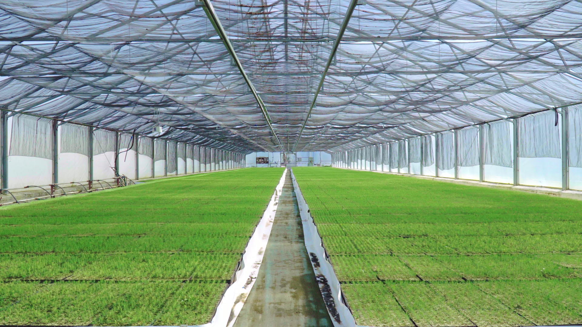 宽敞的温室与生长苗视频的预览图