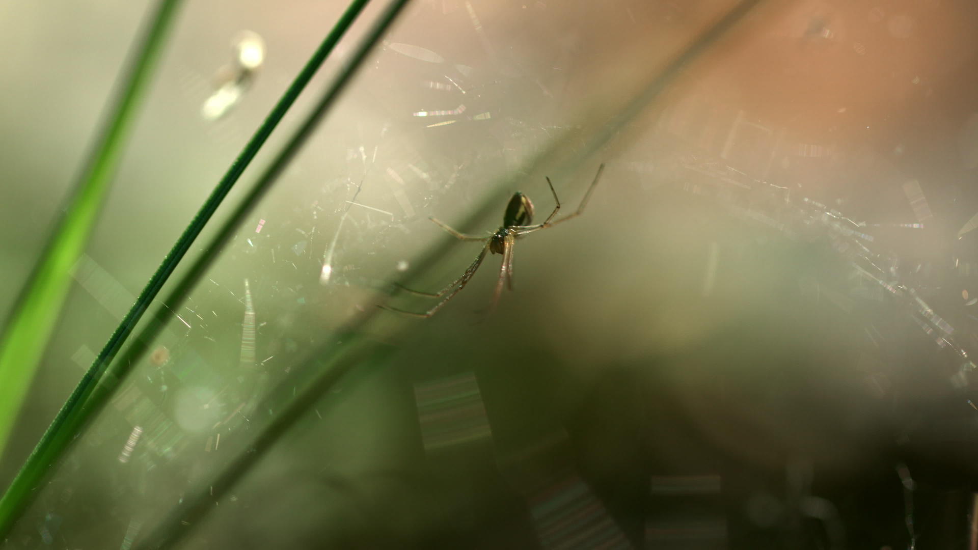 蜘蛛坐在它的巢穴里视频的预览图