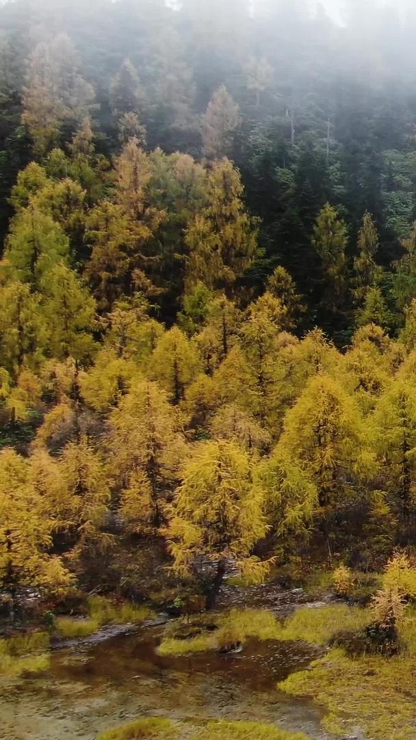 秋季金黄的松树林航拍视频视频的预览图
