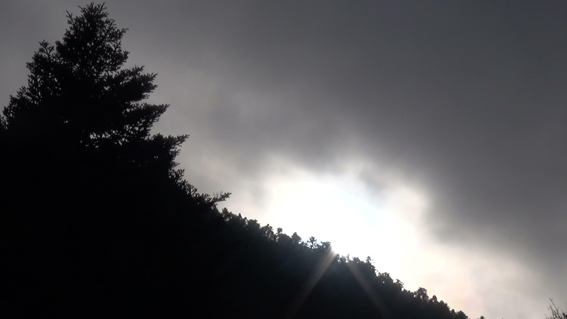 云雾森林在阳光下视频的预览图