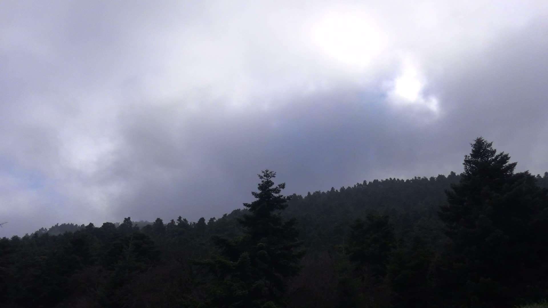 云雾森林视频的预览图