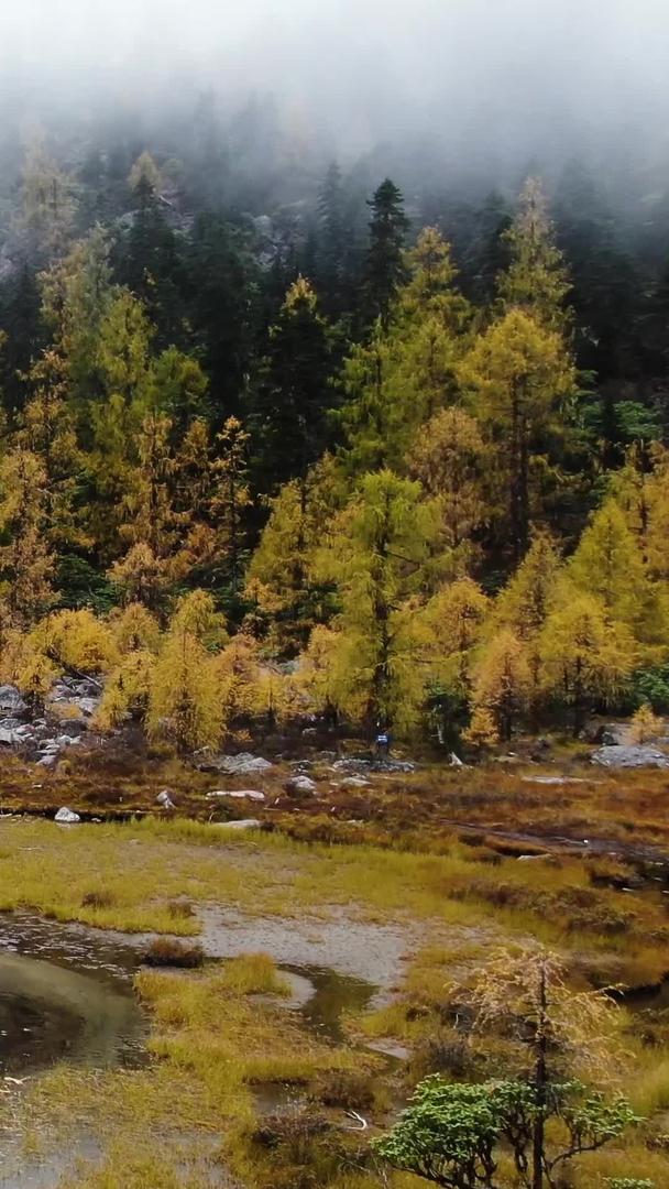 秋季金黄的松树林航拍视频视频的预览图