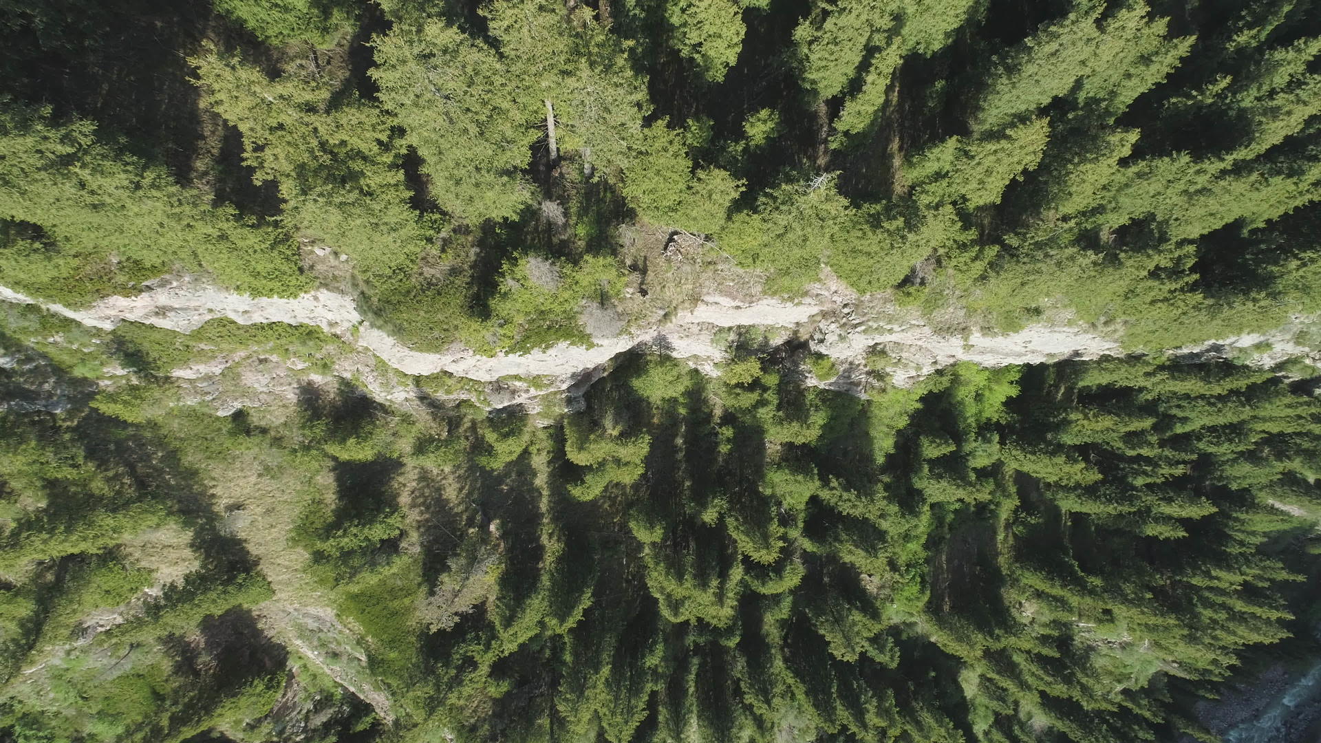 在高山坡上拍摄的树林视频的预览图