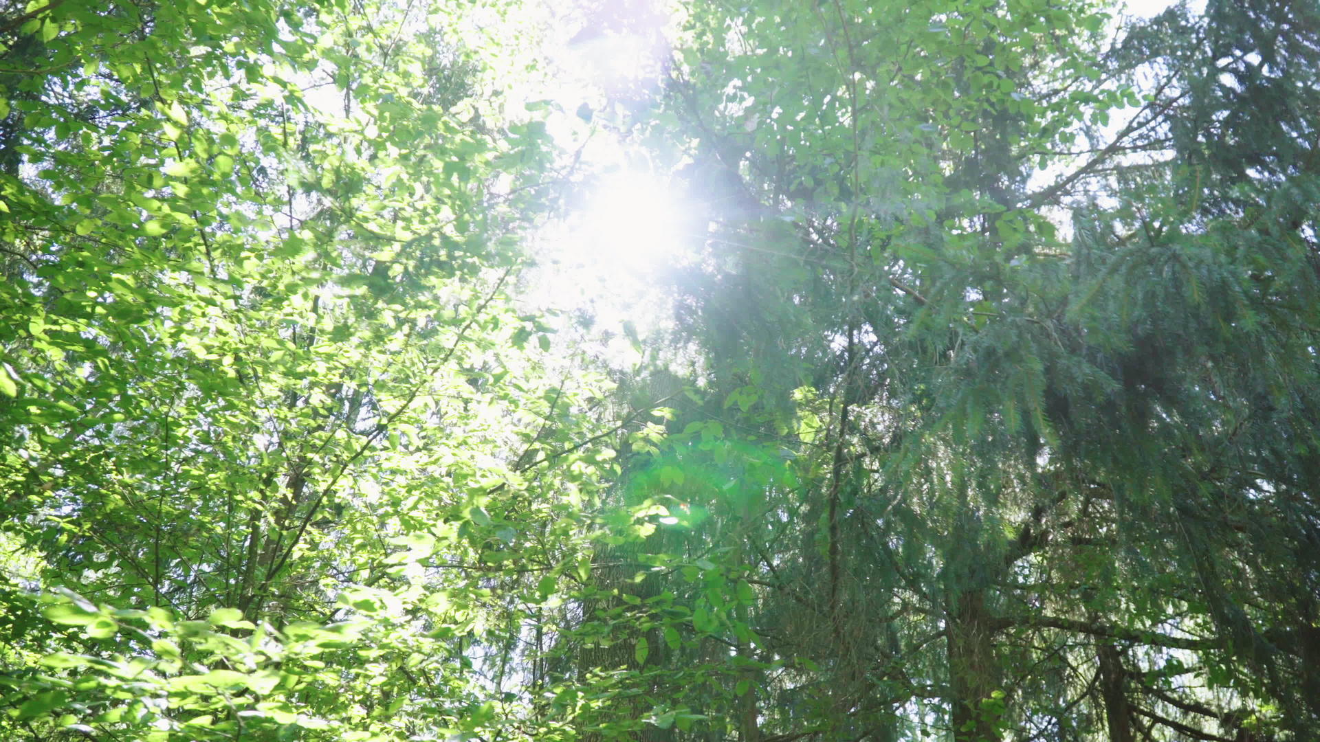 阳光穿过密林的树冠视频的预览图