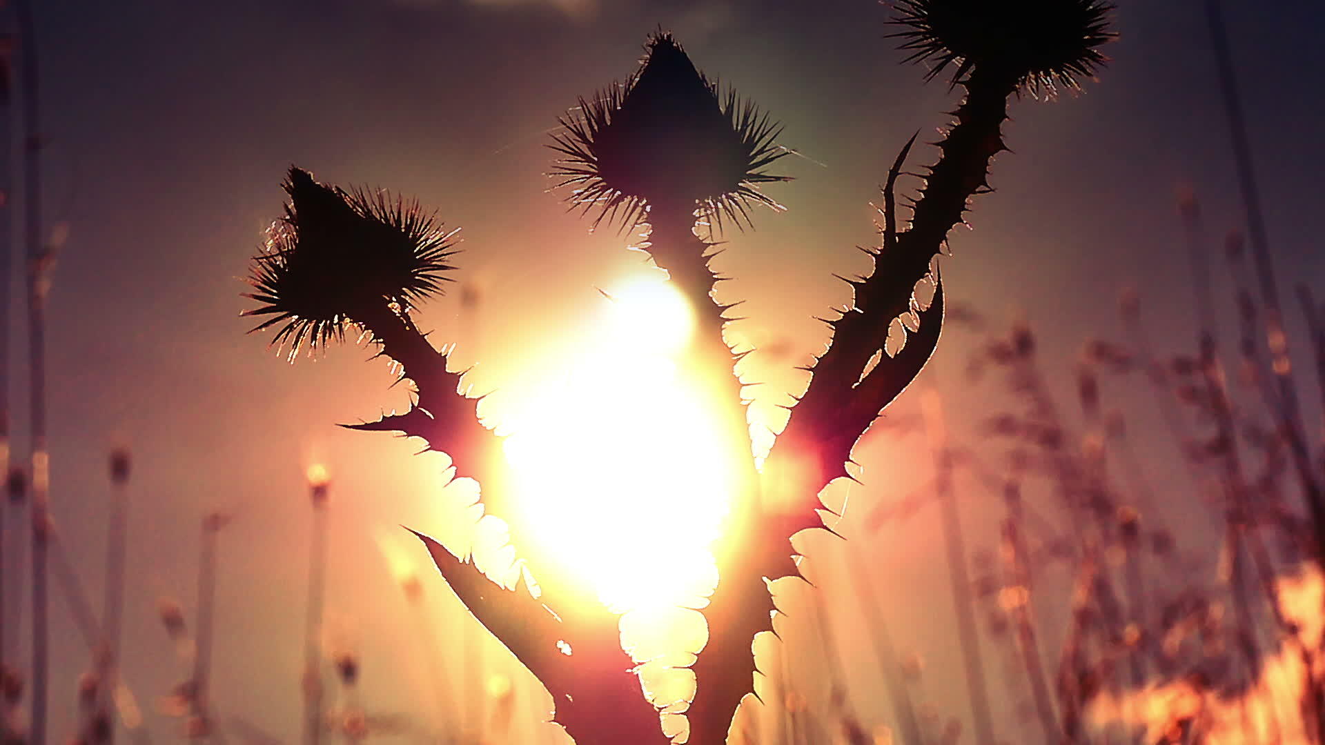 仙人掌花在黄昏下视频的预览图