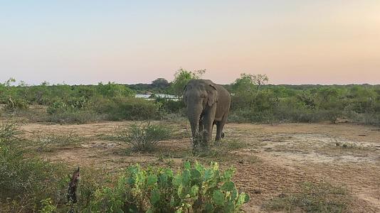雅拉国家公园野象吃草srilanka视频的预览图