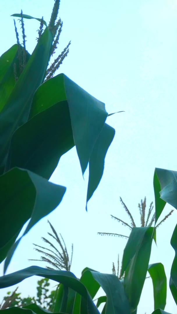 实拍蓝天下生长的玉米视频的预览图