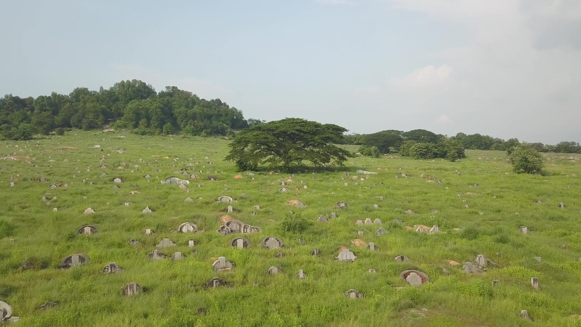 墓中央的绿树视频的预览图