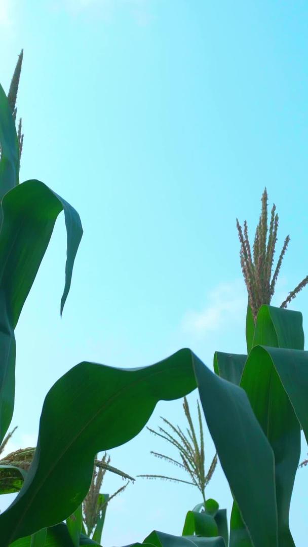 实拍蓝天下生长的玉米视频的预览图