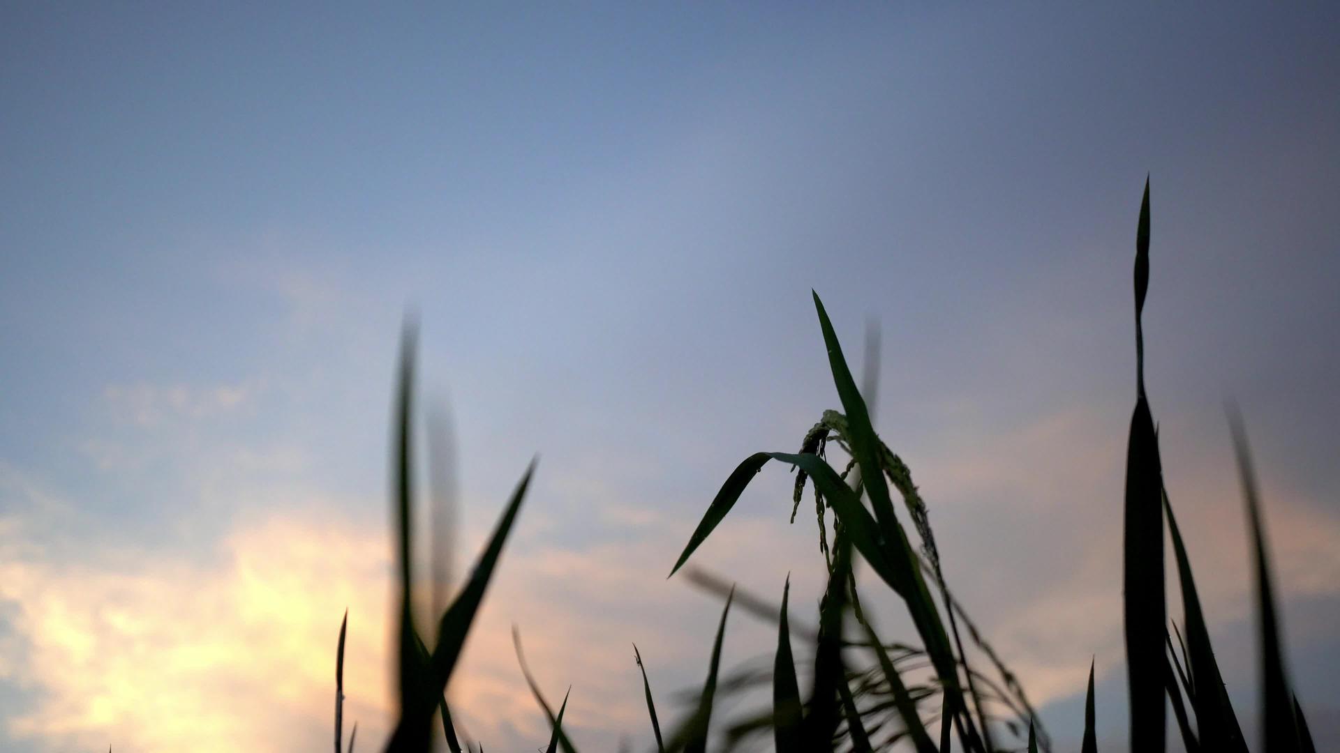 稻田被风吹响视频的预览图