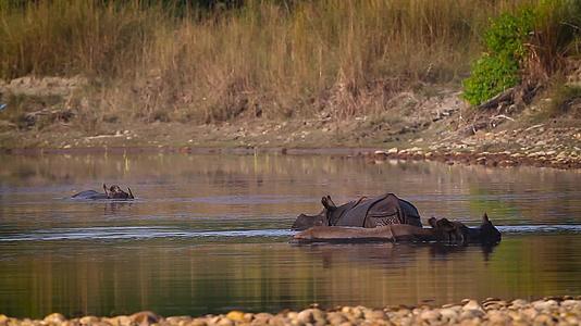 巴迪亚国家公园最大的一角犀牛视频的预览图