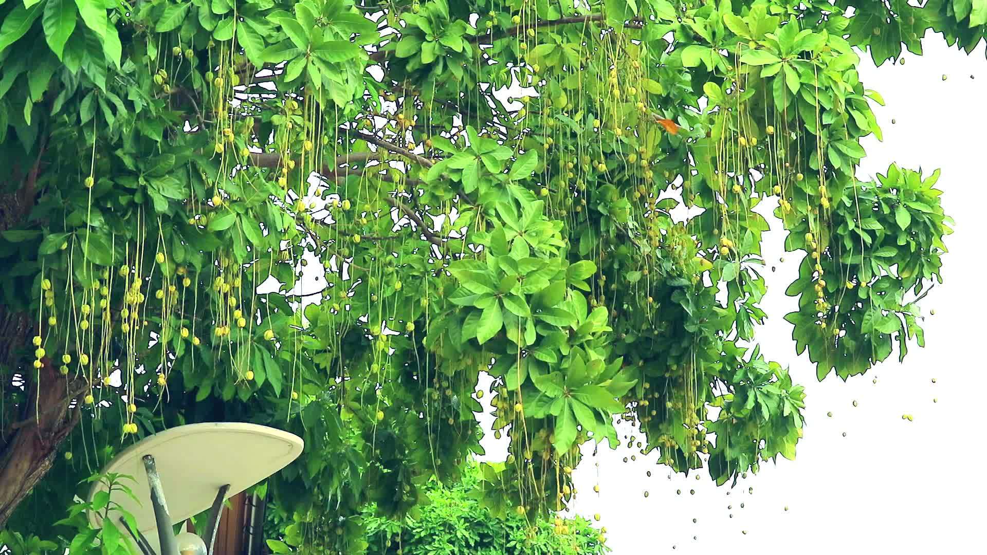 印地安橡树视频的预览图