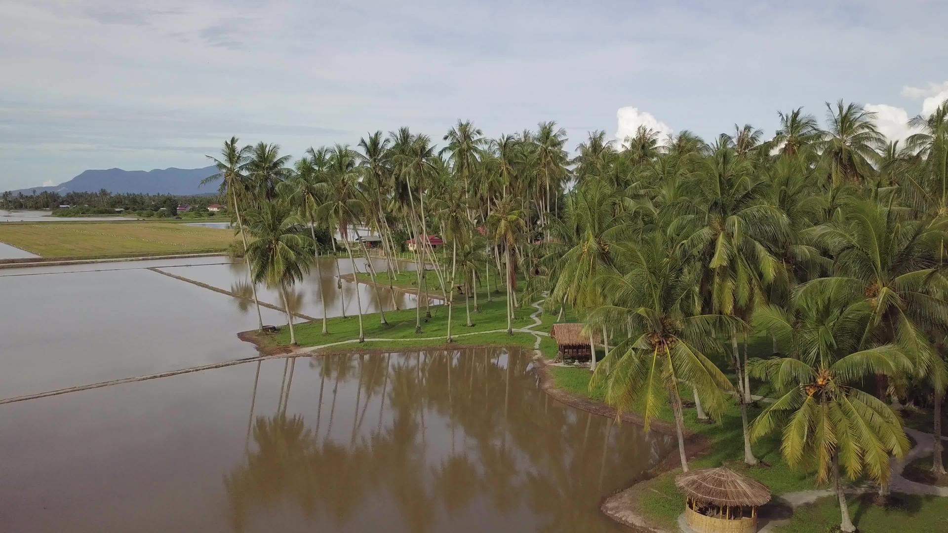 椰子种植园和木屋视频的预览图