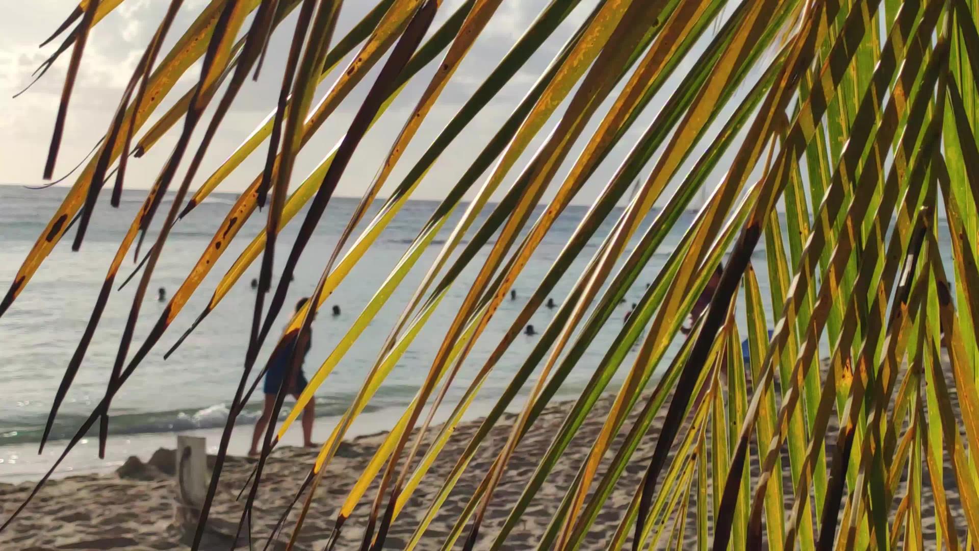 海滩上的棕榈叶图视频的预览图