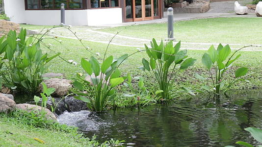 热带度假村的植物和河流视频的预览图