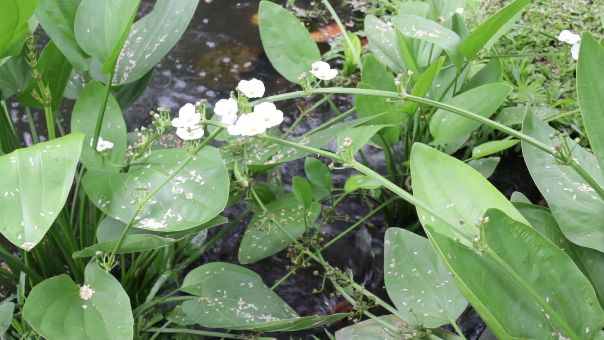 用水种植的小花草视频的预览图
