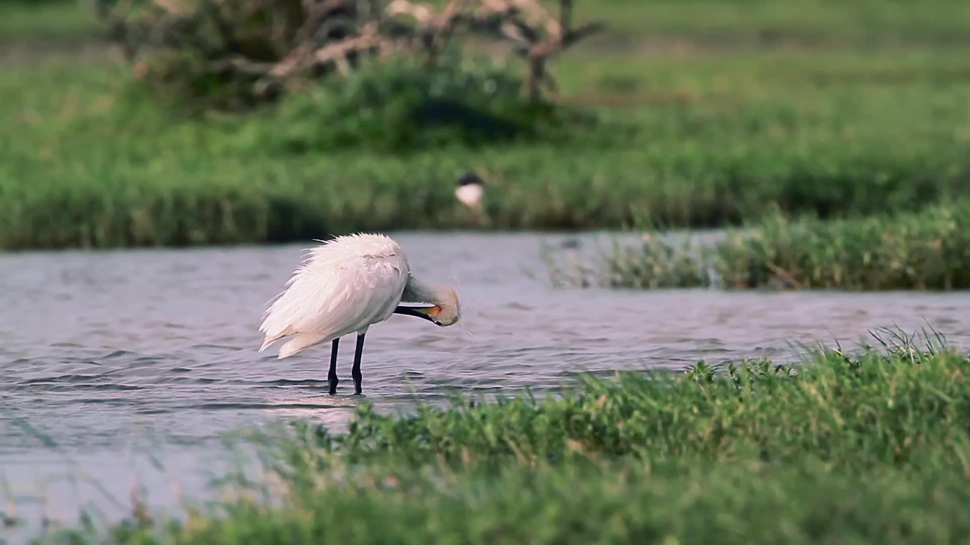 班达加国家公园的水鸟视频的预览图