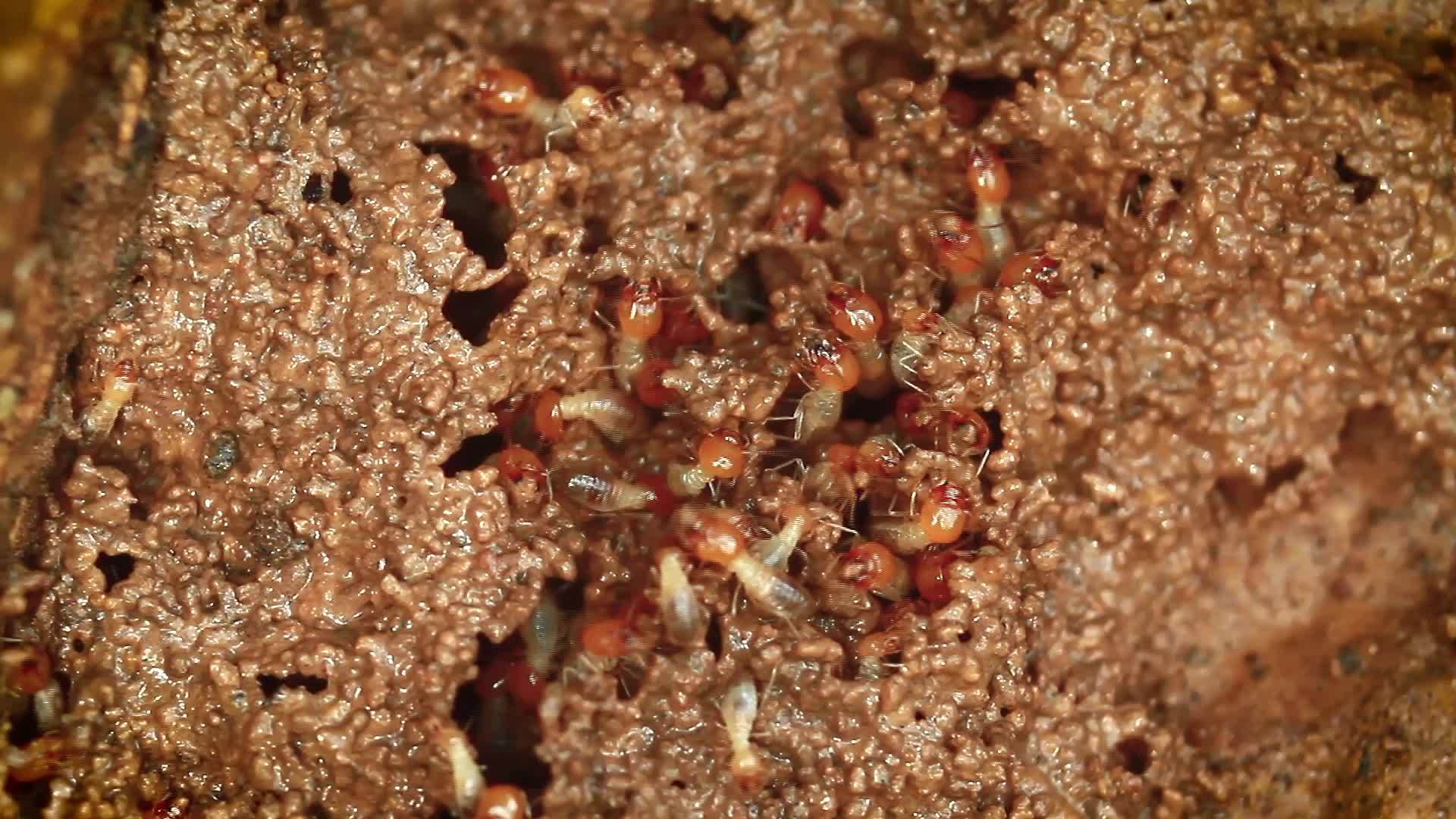 在巴迪亚国家公园发现的白蚁视频的预览图