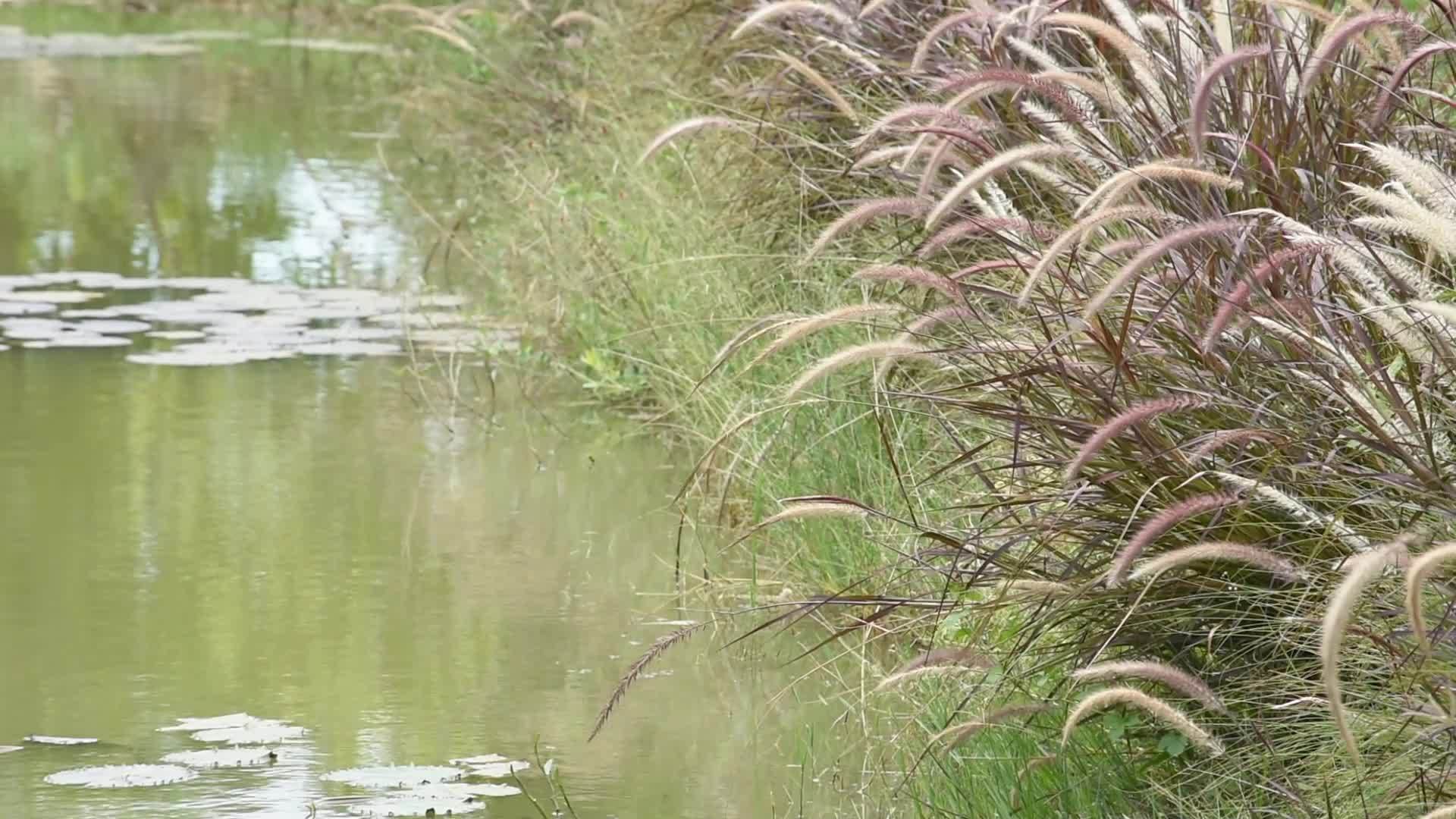 狼尾草在池塘的风中摇摆视频的预览图