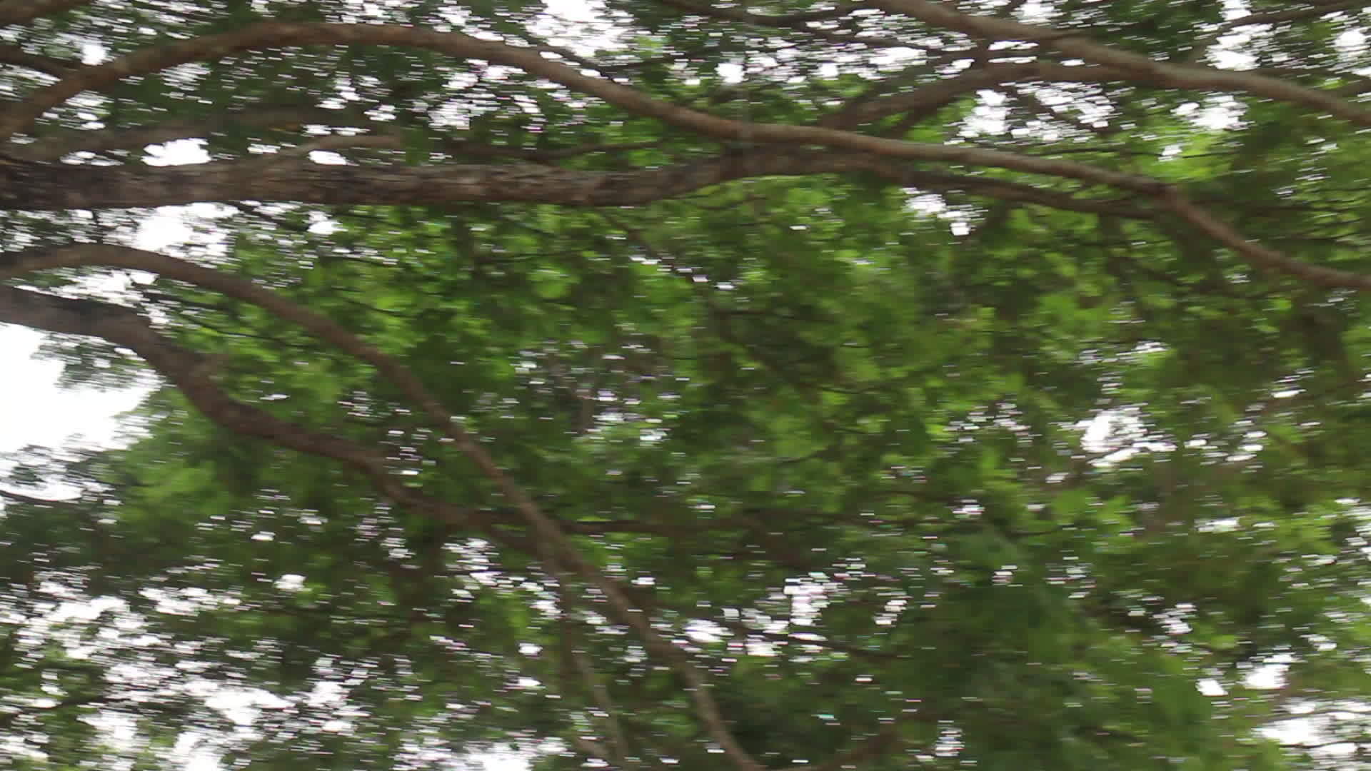 夏季田绿树视频的预览图