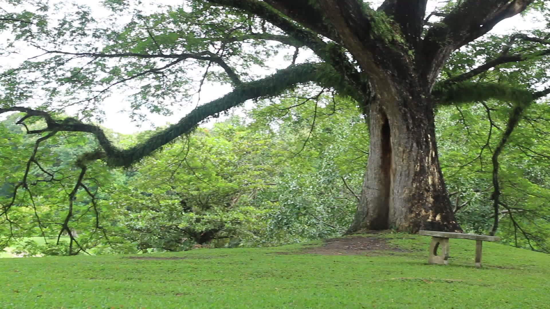 夏季室外田间绿树景色视频的预览图